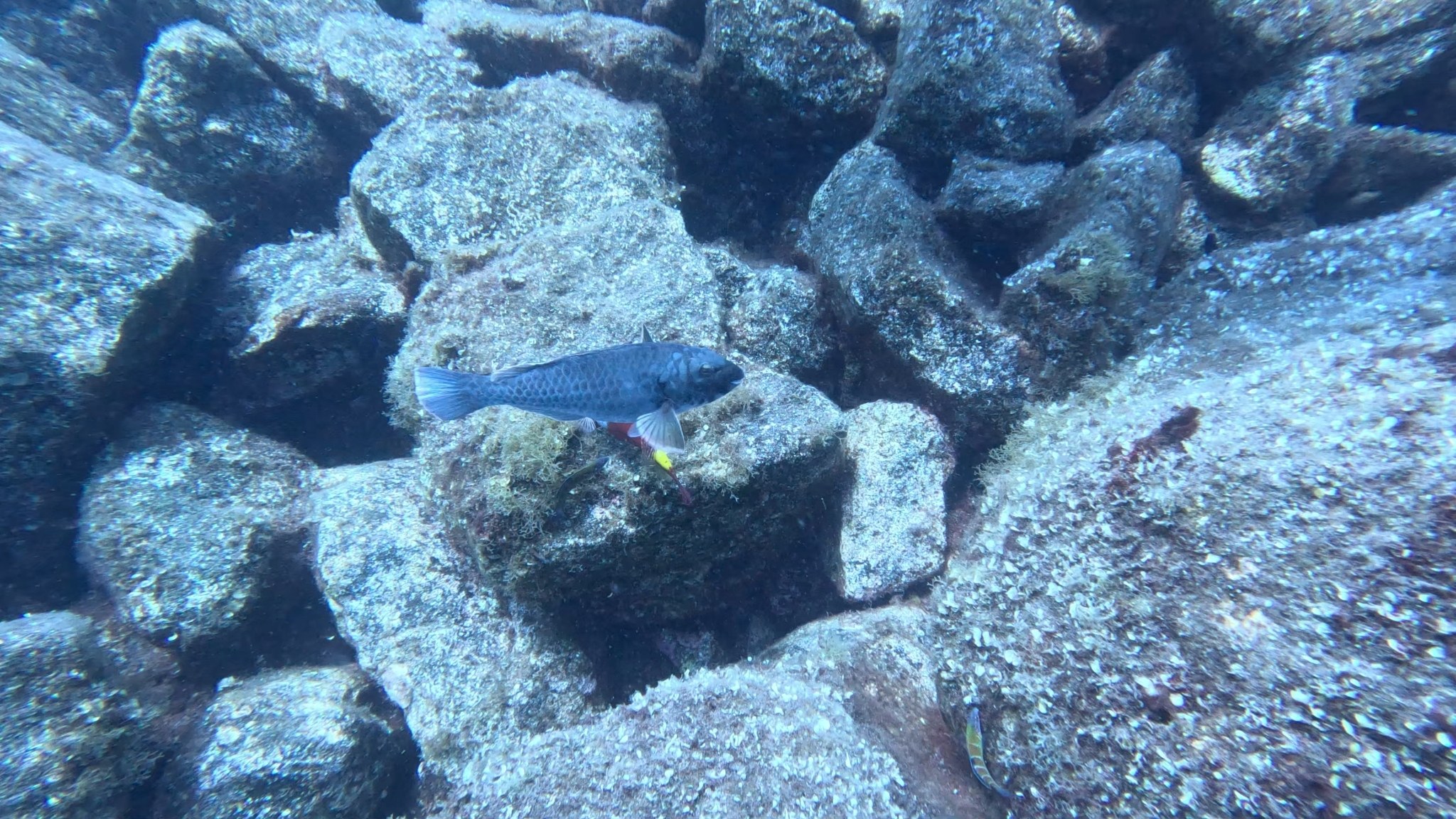 A small fish swimming above a rocky ocean floor surrounded by colorful coral and sea life.