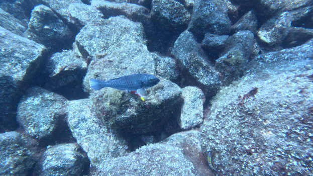 A small fish swimming above a rocky ocean floor surrounded by colorful coral and sea life.