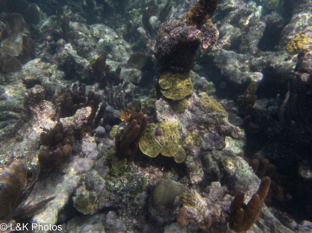 Ein farbenfroher Korallenriff auf den Malediven mit bunten Korallen und Fischen in kristallklarem Wasser, mit einem Wasserzeichen in der linken unteren Ecke.