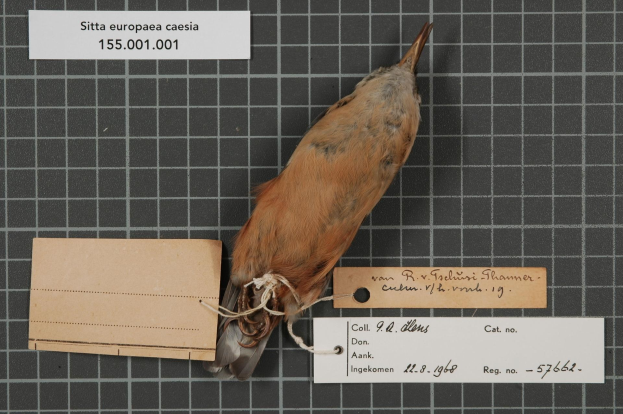 A bird with a tag labeled "sitta europaea caesia" perched on a table.