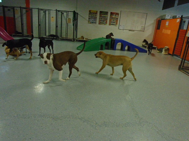 Hunde stehen auf dem Boden, einer sitzt auf einem Plastikkasten, Eisenkäfige im Hintergrund und Diagramme an der Wand.