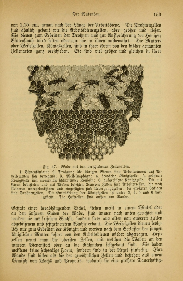 Ein aufgeschlagenes Buch mit einer Zeichnung eines Bienenstocks, das Text und einige Insekten, wahrscheinlich Bienen, die um den Honigwaben herumschwirren, zeigt.