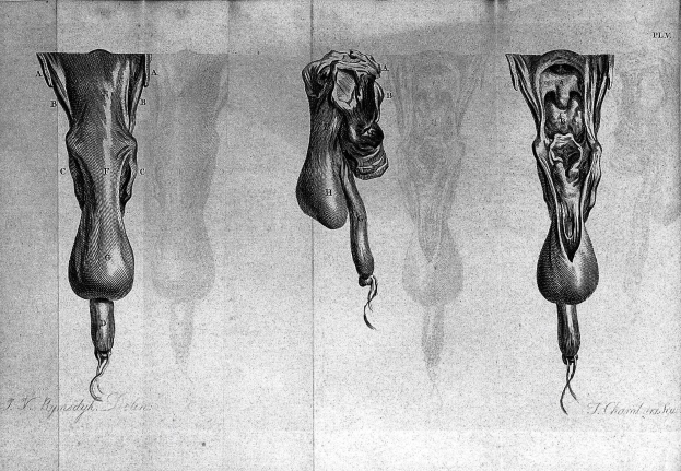 Schwarze und weiße anatomische Zeichnung von drei beschrifteten Organen auf Papier.