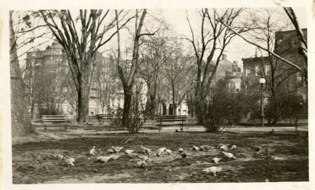Schwarzes und weißes Foto von Tauben in einem Park mit Bäumen, Bänken, Laternenmasten und Gebäuden mit Fenstern.